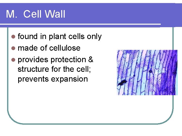 M. Cell Wall l found in plant cells only l made of cellulose l