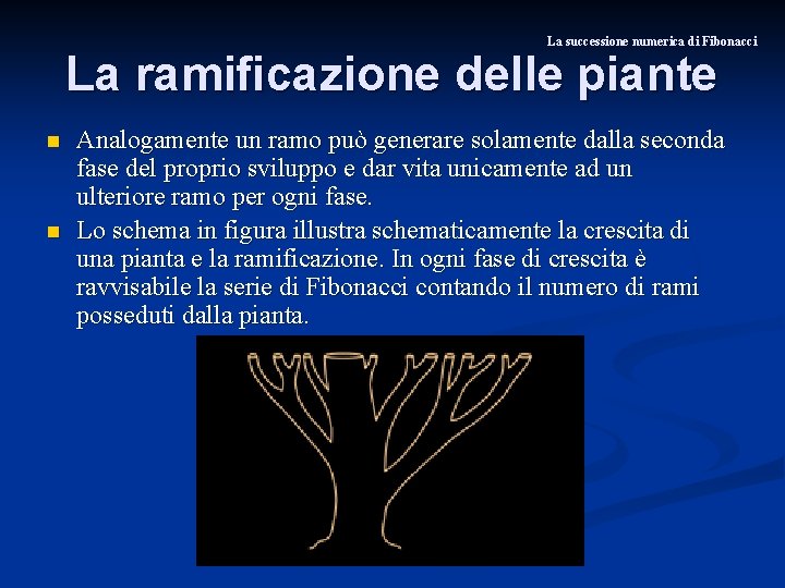 La successione numerica di Fibonacci La ramificazione delle piante n n Analogamente un ramo