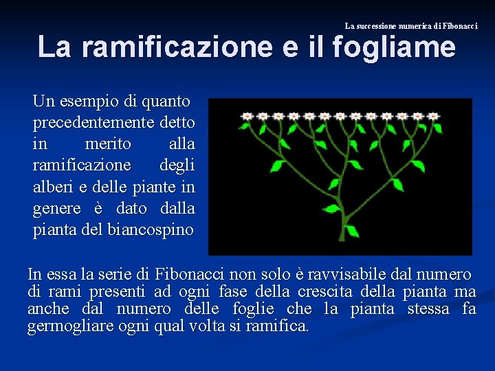 La successione numerica di Fibonacci La ramificazione e il fogliame Un esempio di quanto
