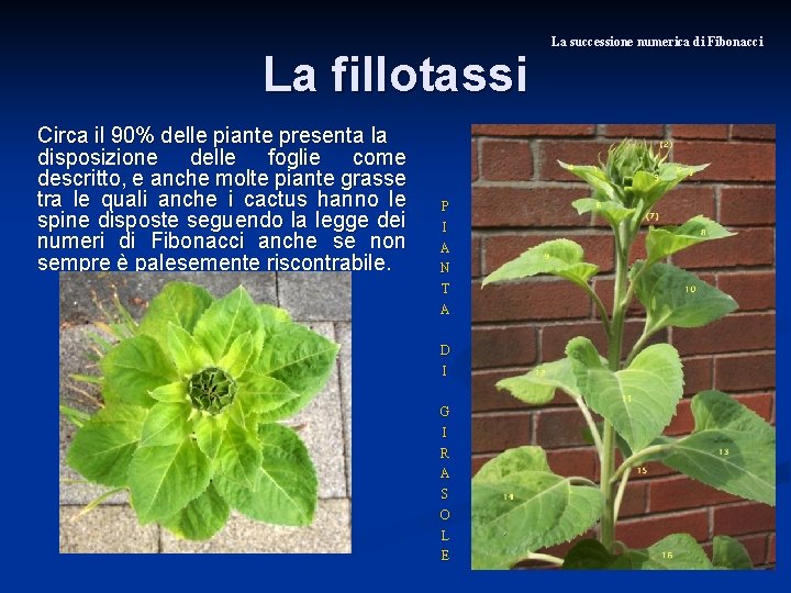 La fillotassi Circa il 90% delle piante presenta la disposizione delle foglie come descritto,