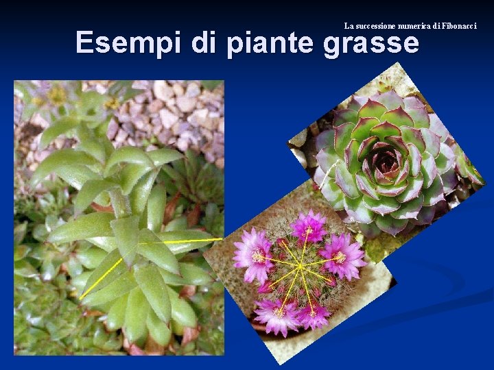 La successione numerica di Fibonacci Esempi di piante grasse 