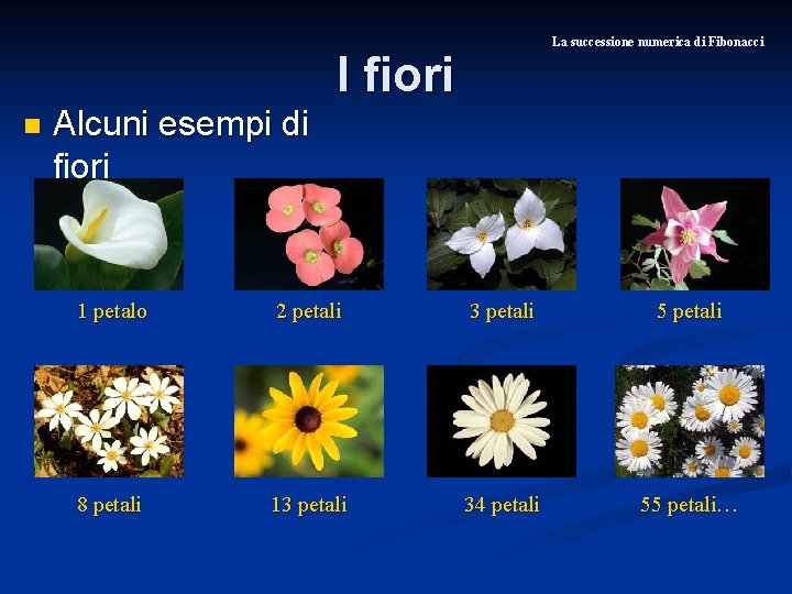 La successione numerica di Fibonacci I fiori n Alcuni esempi di fiori 1 petalo