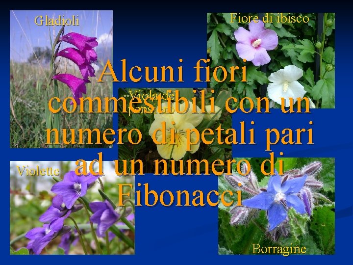 Gladioli Fiore di ibisco Alcuni fiori Viola del commestibili con un pensiero numero di