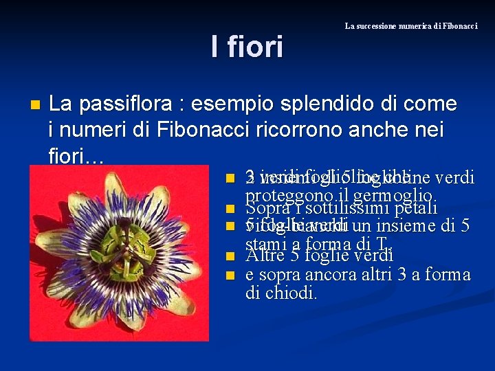 I fiori n La successione numerica di Fibonacci La passiflora : esempio splendido di