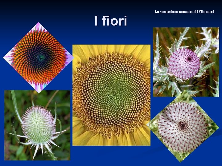 I fiori La successione numerica di Fibonacci 