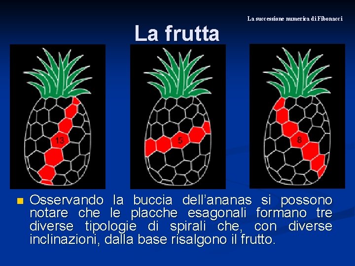 La frutta n La successione numerica di Fibonacci Osservando la buccia dell’ananas si possono