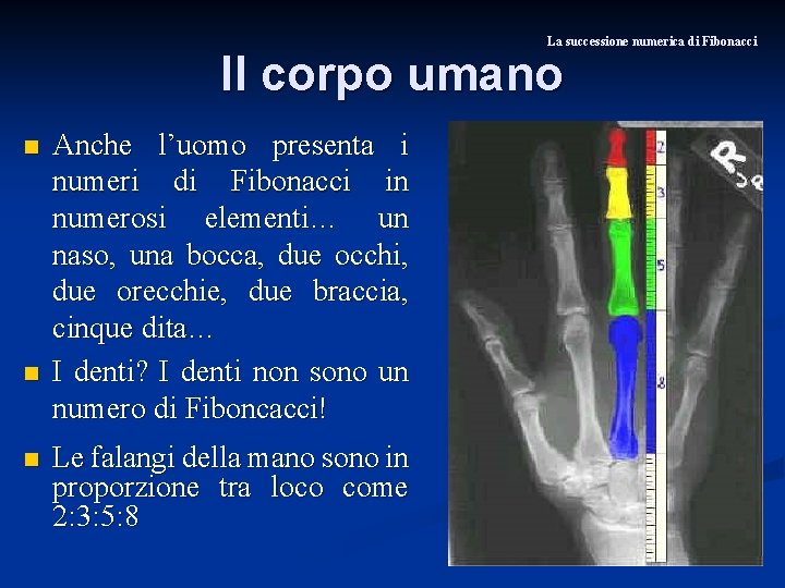 La successione numerica di Fibonacci Il corpo umano n n n Anche l’uomo presenta