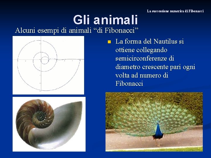 Gli animali La successione numerica di Fibonacci Alcuni esempi di animali “di Fibonacci” n