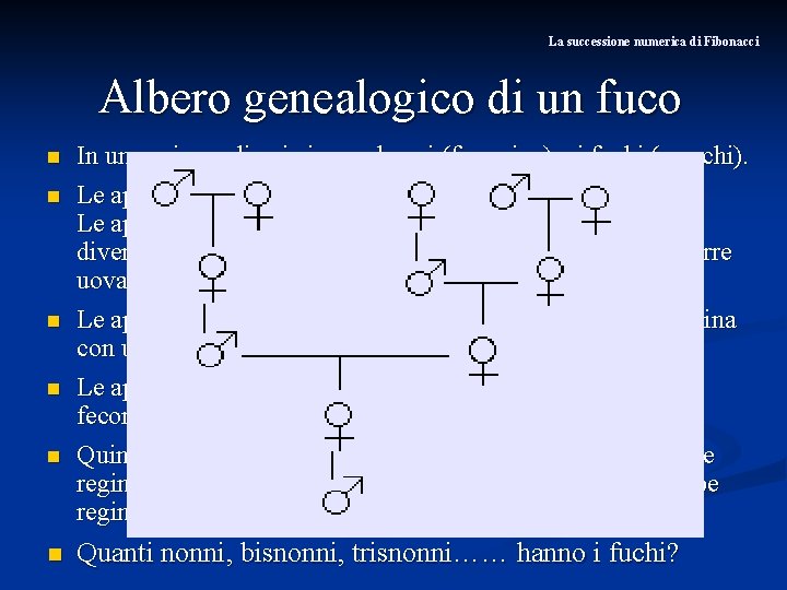 La successione numerica di Fibonacci Albero genealogico di un fuco n n n In