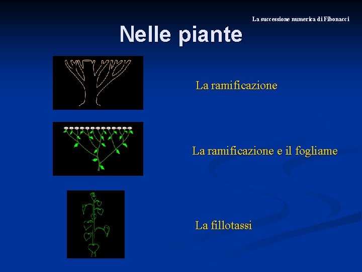 Nelle piante La successione numerica di Fibonacci La ramificazione e il fogliame La fillotassi