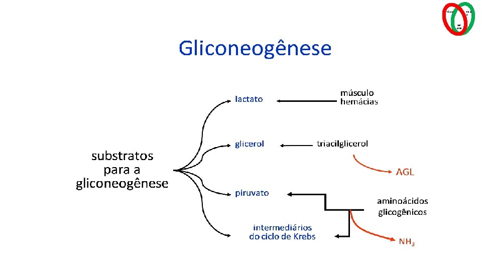 Básico Clínic o MSP 4211 
