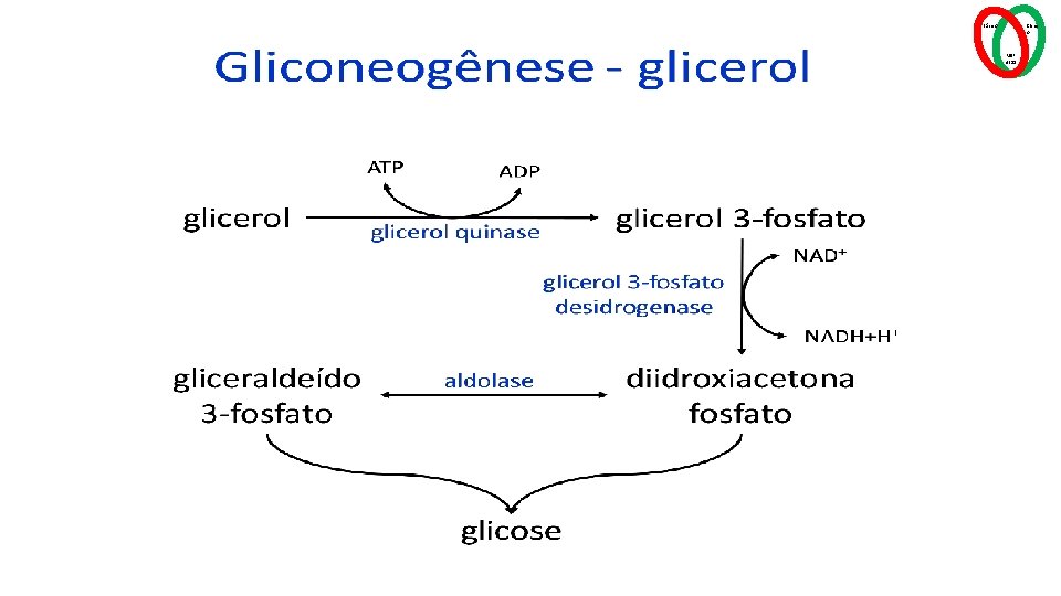 Básico Clínic o MSP 4211 
