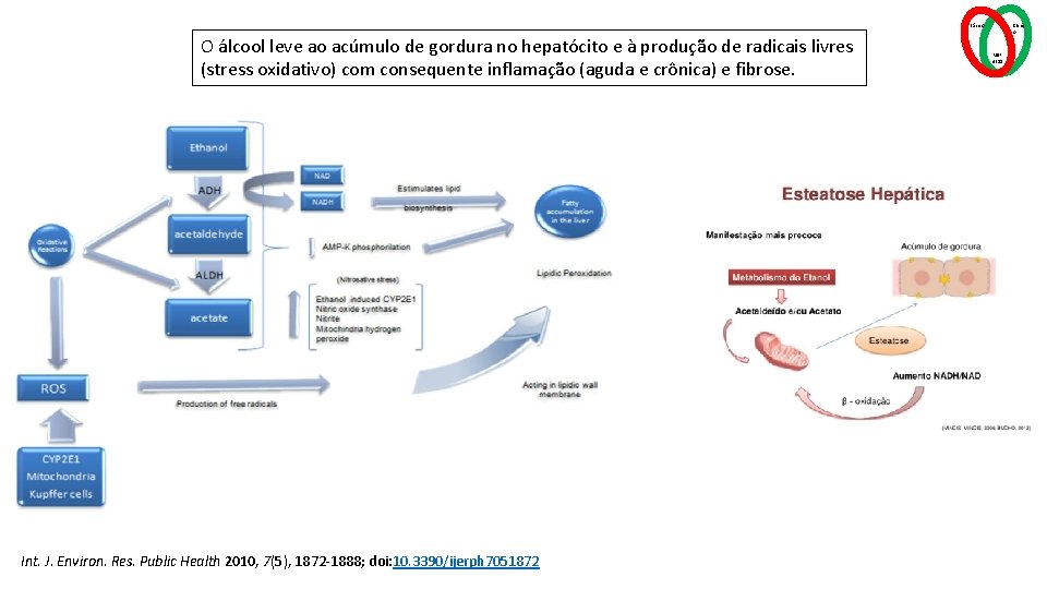 Básico O álcool leve ao acúmulo de gordura no hepatócito e à produção de