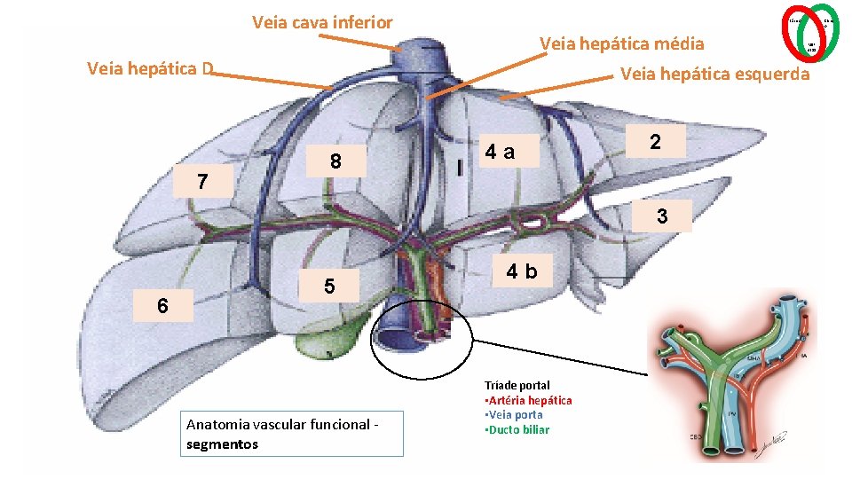 Veia cava inferior Básico Veia hepática média Veia hepática D 7 MSP 4211 Veia