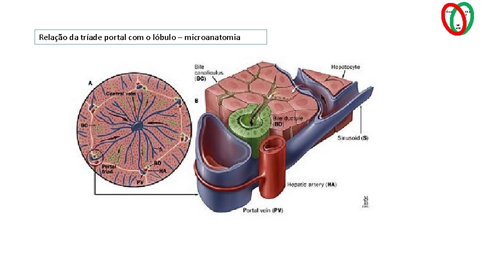 Básico Clínic o MSP 4211 Relação da tríade portal com o lóbulo – microanatomia