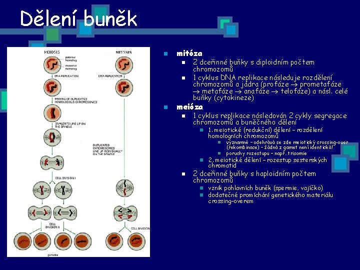 Dělení buněk n mitóza n n n 2 dceřinné buňky s diploidním počtem chromozomů