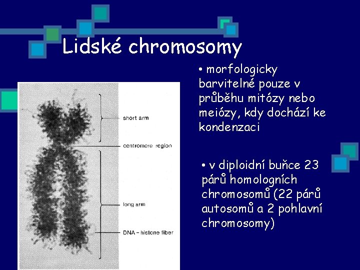 Lidské chromosomy • morfologicky barvitelné pouze v průběhu mitózy nebo meiózy, kdy dochází ke