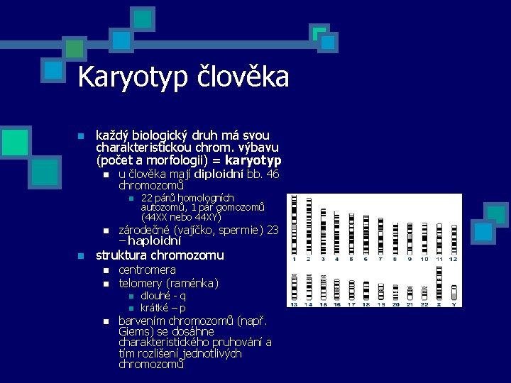 Karyotyp člověka n každý biologický druh má svou charakteristickou chrom. výbavu (počet a morfologii)