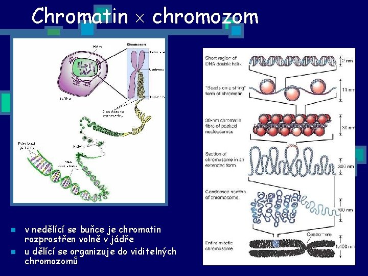 Chromatin chromozom n n v nedělící se buňce je chromatin rozprostřen volně v jádře