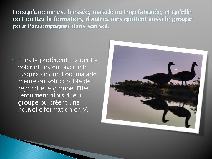 Lorsqu’une oie est blessée, malade ou trop fatiguée, et qu’elle doit quitter la formation,