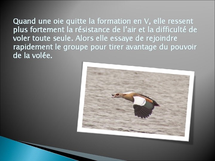 Quand une oie quitte la formation en V, elle ressent plus fortement la résistance