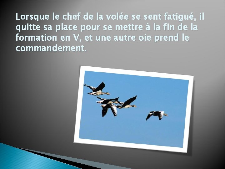 Lorsque le chef de la volée se sent fatigué, il quitte sa place pour