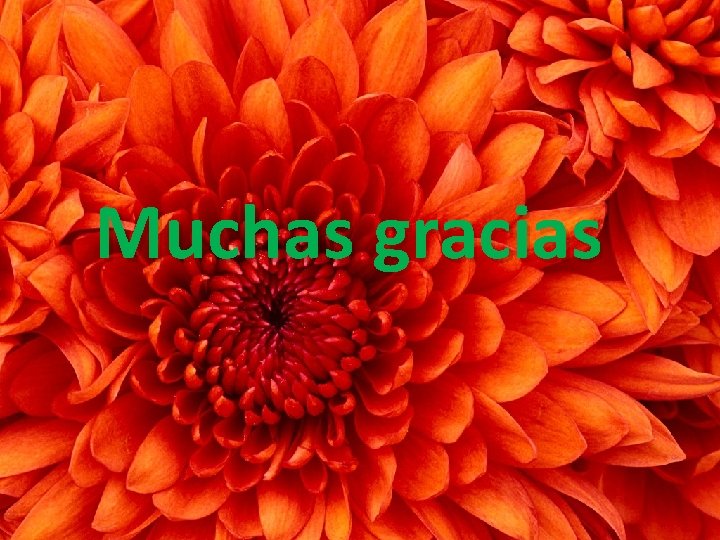 Muchas gracias 