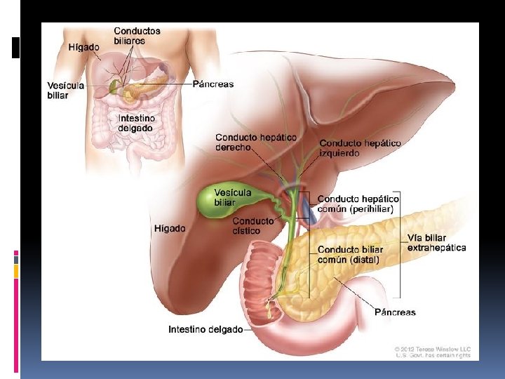 ANATOMÍA 