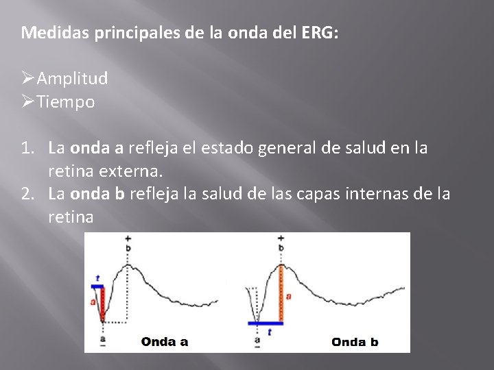 Medidas principales de la onda del ERG: ØAmplitud ØTiempo 1. La onda a refleja