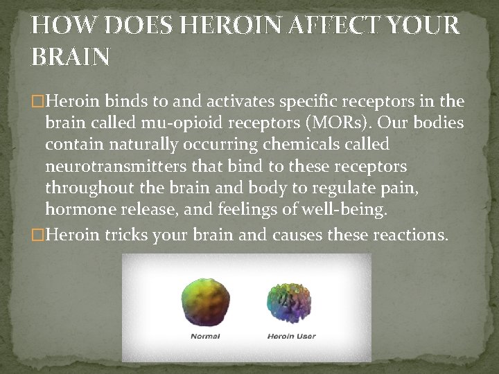 HOW DOES HEROIN AFFECT YOUR BRAIN �Heroin binds to and activates specific receptors in