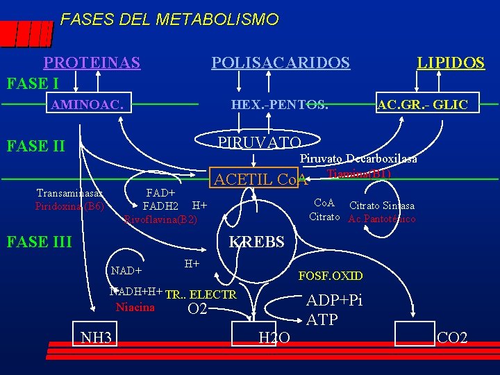 FASES DEL METABOLISMO PROTEINAS FASE I POLISACARIDOS AMINOAC. HEX. -PENTOS. LIPIDOS AC. GR. -