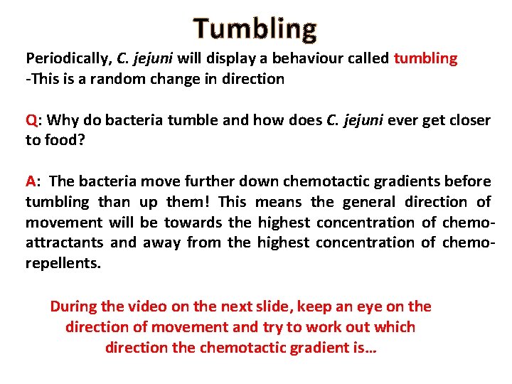Tumbling Periodically, C. jejuni will display a behaviour called tumbling -This is a random