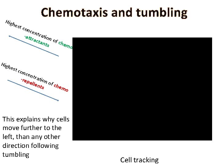 High Chemotaxis and tumbling est c onc en -att tration ract ant of che
