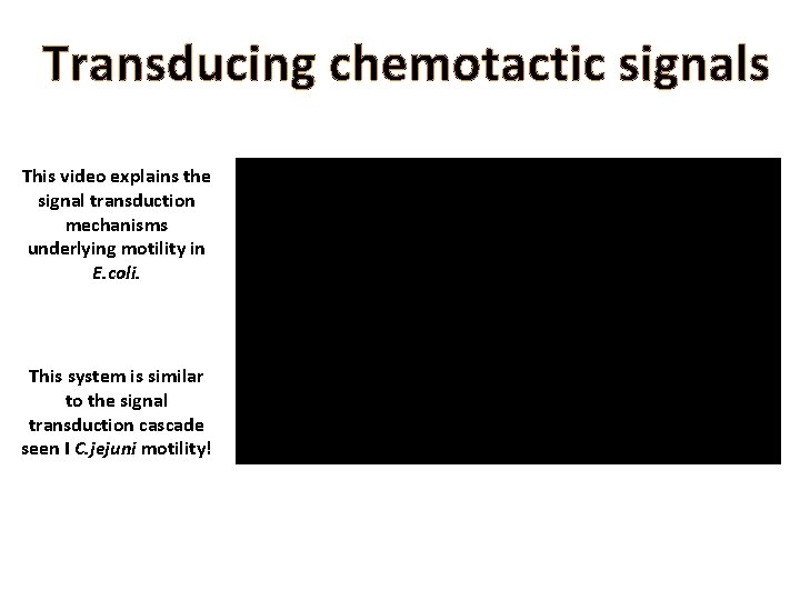 Transducing chemotactic signals This video explains the signal transduction mechanisms underlying motility in E.
