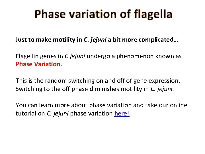 Phase variation of flagella Just to make motility in C. jejuni a bit more