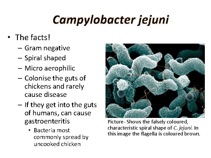 Campylobacter jejuni • The facts! – Gram negative – Spiral shaped – Micro aerophilic