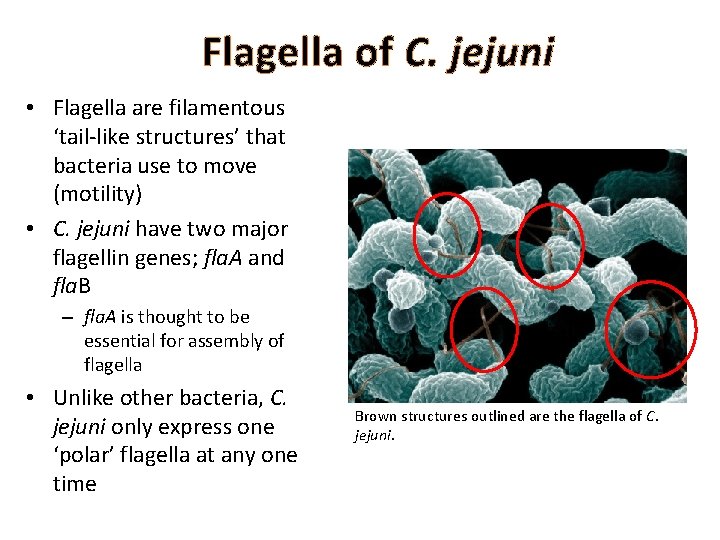 Flagella of C. jejuni • Flagella are filamentous ‘tail-like structures’ that bacteria use to