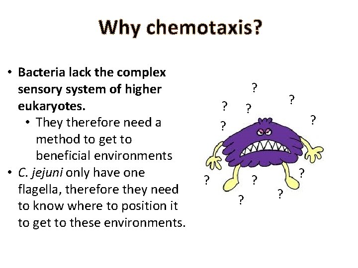 Why chemotaxis? • Bacteria lack the complex sensory system of higher eukaryotes. • They