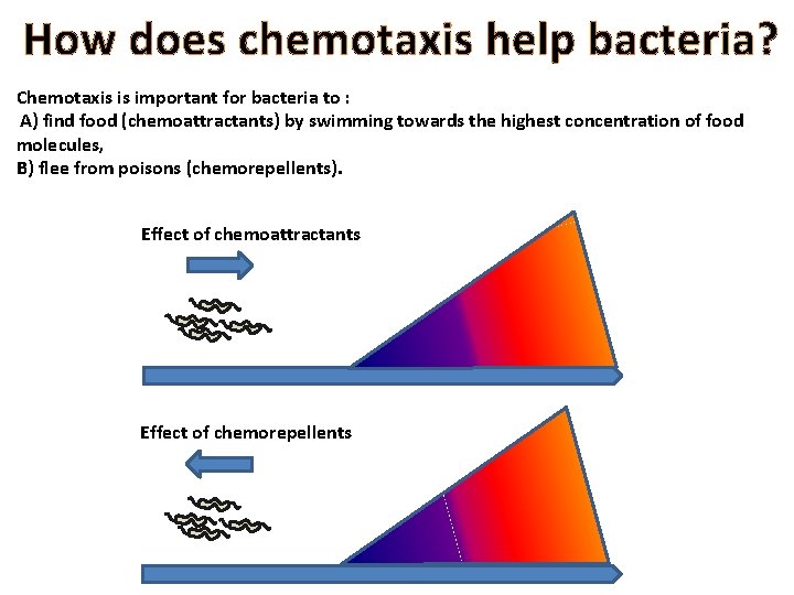 How does chemotaxis help bacteria? Chemotaxis is important for bacteria to : A) find