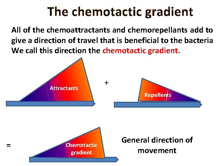 The chemotactic gradient All of the chemoattractants and chemorepellants add to give a direction
