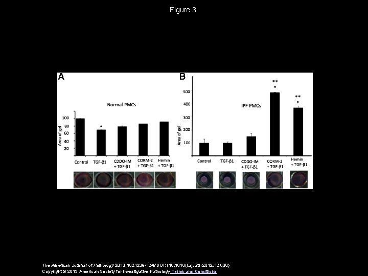 Figure 3 The American Journal of Pathology 2013 1821239 -1247 DOI: (10. 1016/j. ajpath.