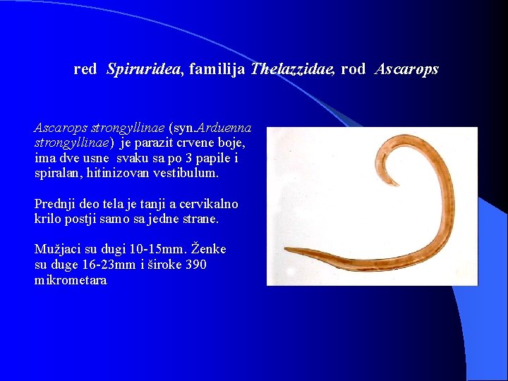 red Spiruridea, familija Thelazzidae, rod Ascarops strongyllinae (syn. Arduenna strongyllinae) je parazit crvene boje,