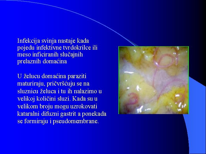 Infekcija svinja nastaje kada pojedu infektivne tvrdokrilce ili meso inficiranih slučajnih prelaznih domaćina U