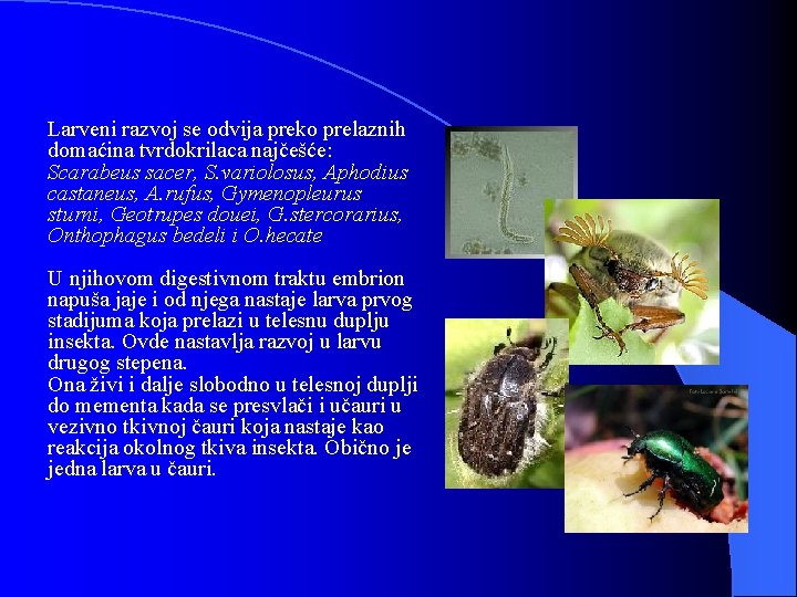 Larveni razvoj se odvija preko prelaznih domaćina tvrdokrilaca najčešće: Scarabeus sacer, S. variolosus, Aphodius