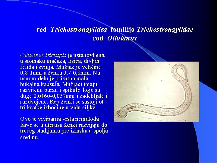 red Trichostrongylidea familija Trichostrongylidae rod Ollulanus tricuspis je ustanovljena u stomaku mačaka, lisica, divljih
