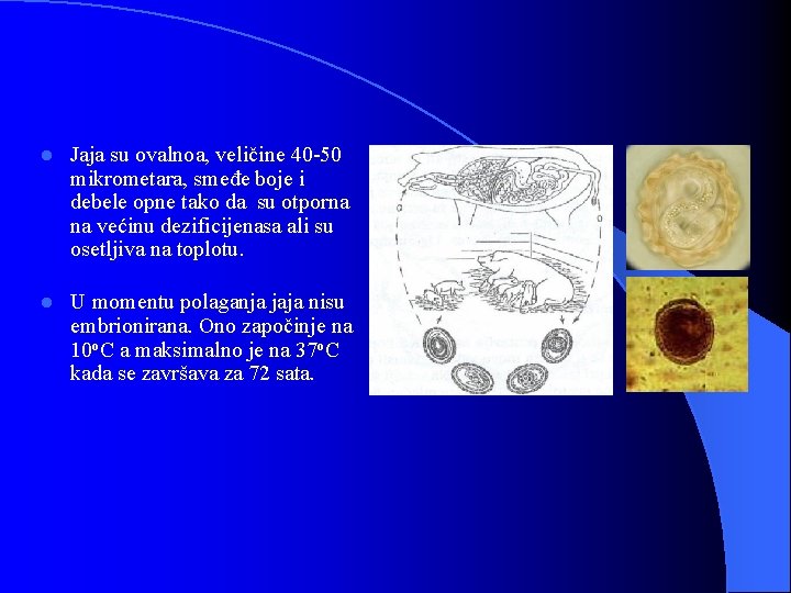 l Jaja su ovalnoa, veličine 40 -50 mikrometara, smeđe boje i debele opne tako