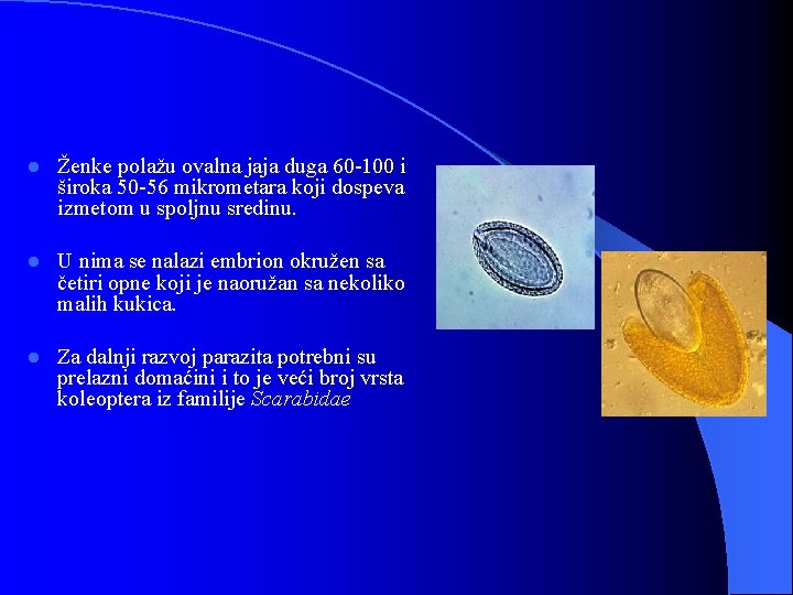 l Ženke polažu ovalna jaja duga 60 -100 i široka 50 -56 mikrometara koji