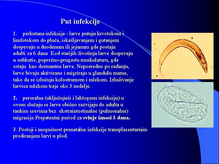 Put infekcije 1. perkutana infekcija - larve putuju krvotokom i limfotokom do pluća, iskašljavanjem