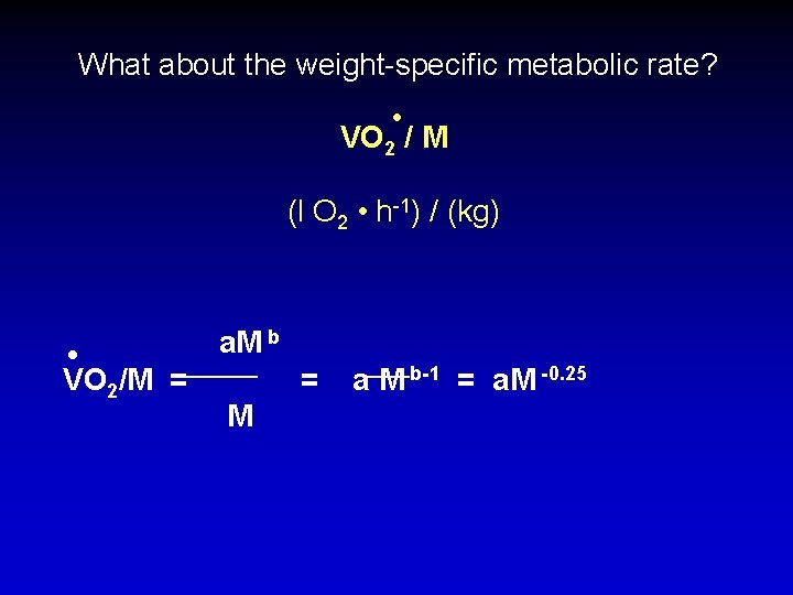 What about the weight-specific metabolic rate? • VO 2 / M (l O 2