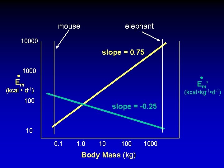 mouse elephant 10000 slope = 0. 75 • 1000 Em (kcal • • E